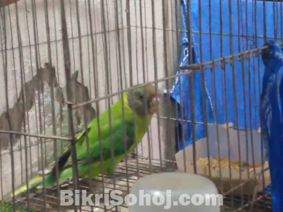 Plumbed parrot (হীরামন তোতা)